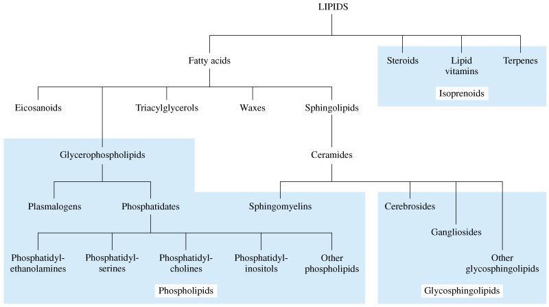 LIPIDI gradniki bioloških membran signalne