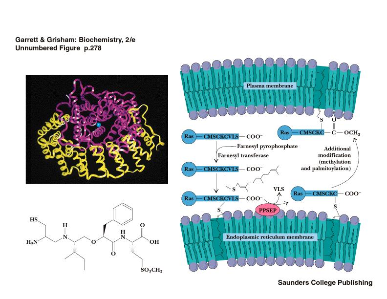 Farnezilacija Ras-proteina Farnezil