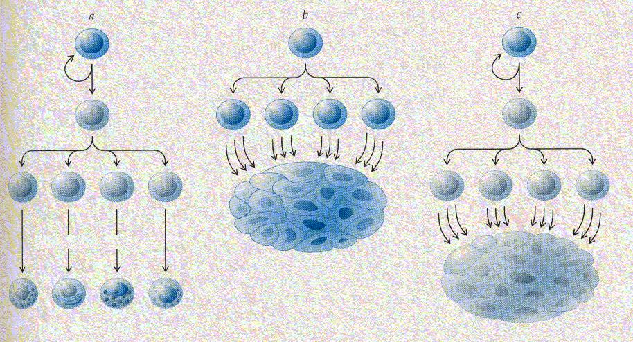Normalna in spremenjena proliferacija matičnih celic samoobnovljiva zarodna celica hčerinska celica z