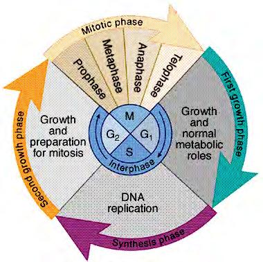 Faze celičnega ciklusa Interfaza: G1: med mitozo in začetkom DNA sinteze S: podvojitev dednega