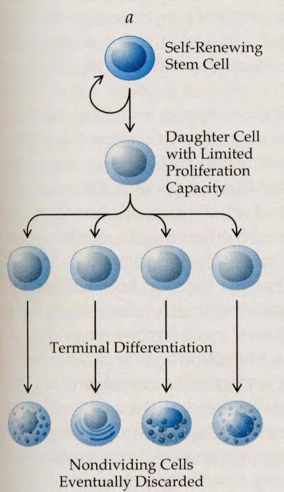 Normalne celice in tkiva Kontrola rasti Nekatera tkiva imajo