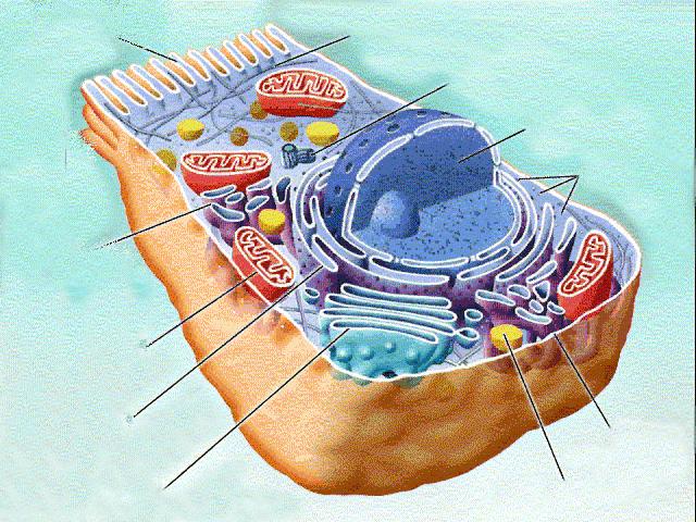 Organizacija celice Membranski sistemi celice celična membrana Golgijev aparat endoplazemski retikulum lizosomi, peroksisomi Celično jedro Citoskelet