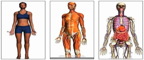 Anatomski položaj standardni, odnosno referentni položaj tela - telo u uspravnom stavu - glava i oči usmerene
