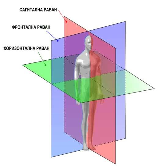 Anatomske ravni 1. Frontalna ravan - vertikalna, paralelena sa čelom - deli telo na prednji i zadnji deo 2.