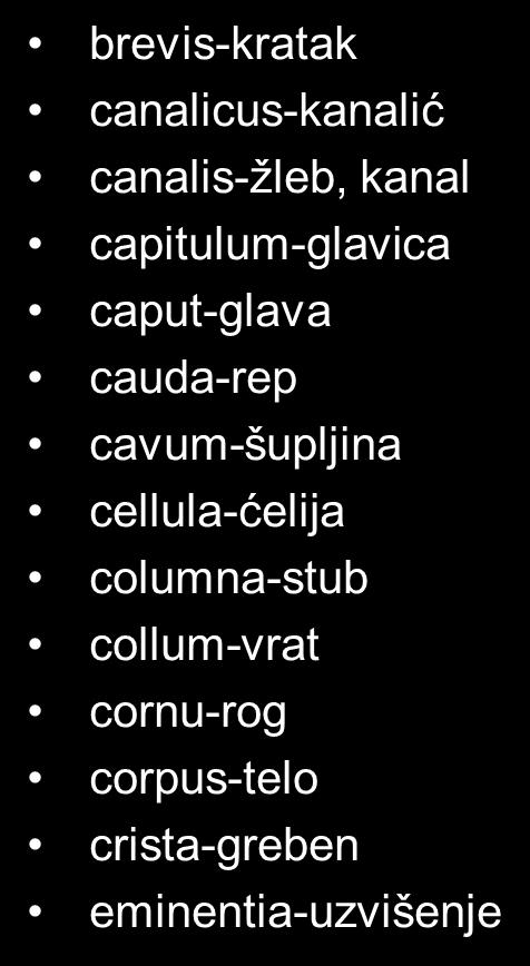 Anatomska nomenklatura- opšti nazivi aditus-ulaz ala-krilo alveolus-alveola angulus-ugao antrum-ulaz