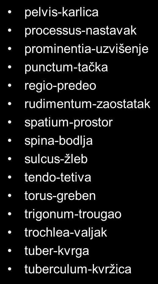 Anatomska nomenklatura- opšti nazivi excavitio-udubljenje extremitas-okrajak facies-lice, strana fascia-omotač