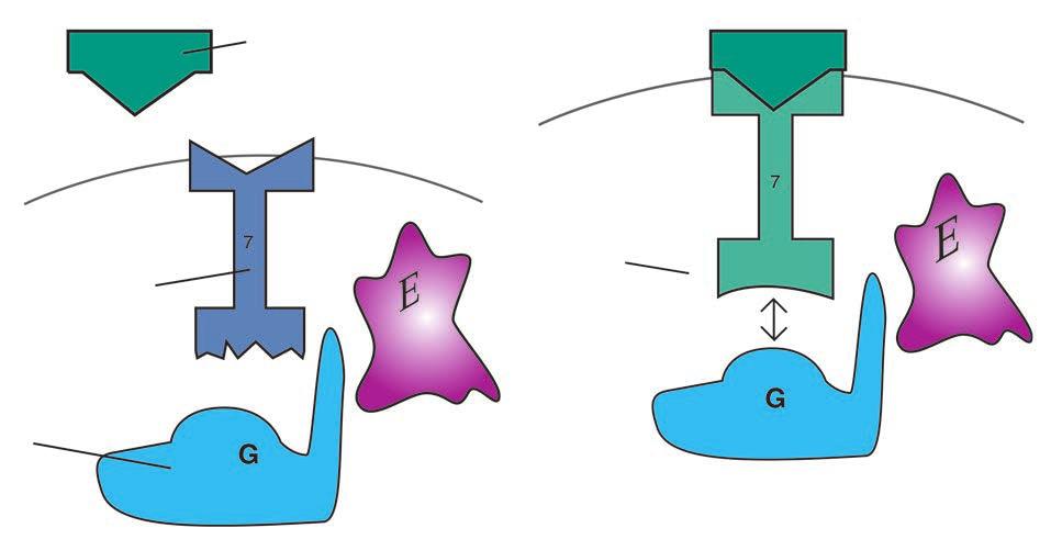 Drugi element je neurotransmiterski receptor povezan s G-proteinom, koji je protein sa sedam transmembranskih regija. Treći je element, G-protein, koji je povezujući protein.