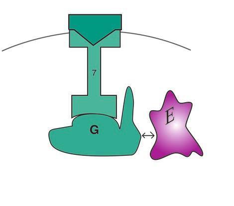 Jednom kad je vezan za receptor, G protein mijenja oblik kako bi se mogao vezati za enzim koji je sposoban sintetizirati drugog a, slova i broj ostaju isti kao u originalu. Slika 1-14. G-protein.