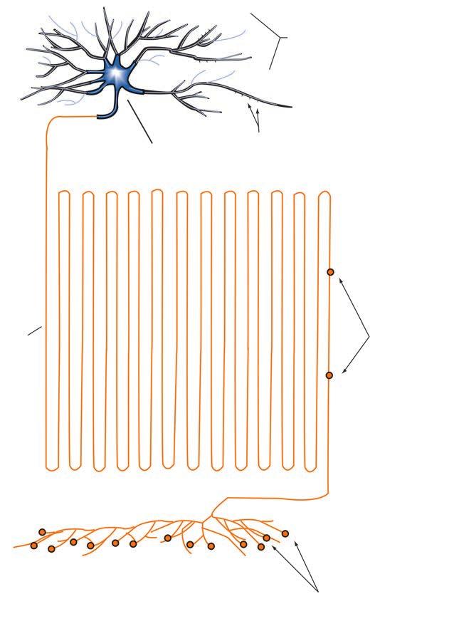 tijelo stanice (soma) dendriti dendritičke bodlje Slika 1-1. Opća struktura neurona. Ovo je umjetnička predodžba generičke strukture neurona.