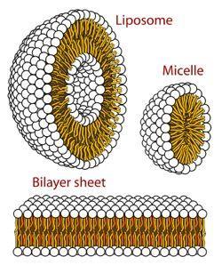 BIOLOGIJA CELICE Zgradba in dinamika biološke membrane Osnovne sestavine: lipidi trdnost proteini sladkorne skupine vezane na lipide in proteine na eksoplazmatski strani membrane Ločimo dva sloja: E