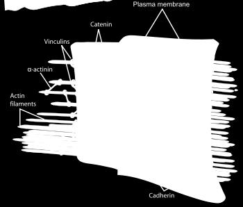 molekula, ki se od plazmalemi ploskovito povežejo s prečnimi povezavami (fibrilin) v elastične fibrile elastina fibrile elastine so prekrite s plastjo glikoproteinskih mikrofibril (fibrilin) omogoča