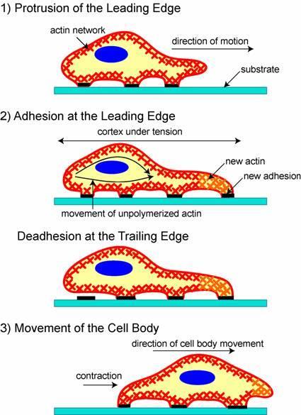 Lokomocija celic gibanje celic po podlagi, pomembno pri celjenju ran, zaščiti pred okužbami, strjevanju krvi in metastaziranju rakavih celic 1. oblikovanje in iztezanje podaljška vodilnega konca 2.