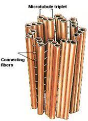 mikrotubuli A, B in C, mikrotubul A je popoln z 13 protofilamenti in je z radialnimi ročicami povezan s središčem centriola, mikortubula B in C pa sta nepopolna z 10/11 protofilamenti ciliopatije so