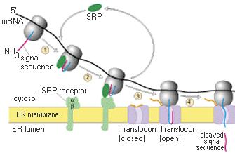 Kotranslacijski transport proteinov = dokončna sinteza na ER, transport v GA in od tam v lizosome, plazmalemo ali v sekrecijo Kotranslacijski transport 1.