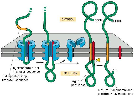 Na signalno zaporedje in aminoacilno mesto na ribosomu se veže ribonukleproteinski delec SRP in tako začasno ustavi sintezo 3.