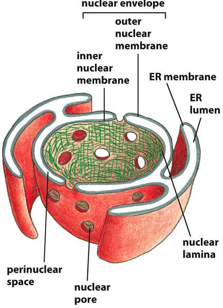 Celično jedro Je prostor, omejen z dvojno membrano z jedrnimi porami. V njem se nahaja DNA. Je razdelek namenjen hranjenju informacije, zato mora biti strogo omejen od preostalega dela citoplazme.