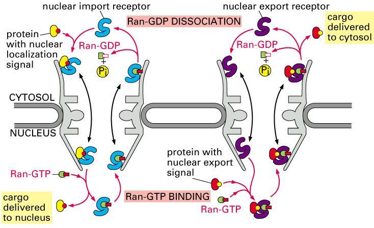 signalu nastanejo prepisno aktivna območja, kjer je zbranih več proteinov, nujnih za transkripcijo v mdna (DNA polimeraze 1, 2, 3).
