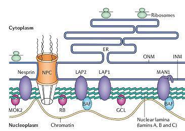 strukturi jedra Bolezni zaradi mutacij lamine Emery-Dreisfussova mišična distrofija propadanj mišic, mutacija proteina emerina (transmembranski protein) mišično tkivo nadomešča vezivno
