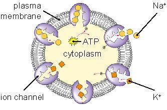 Potrebna W Primarni aktivni transport - ATP-črpalke ustvarjajo koncentracijski gradient med kompartmenti spreminjajo elektromagnetno ali kemično energijo v koncentracijski gradient porabljajo