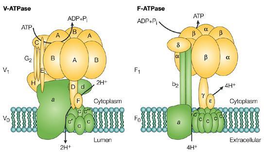 spremeni in prenese ion na drugo stran membrane značilen primer je Na-K črpalka v plazmalemi evkariontov Ca 2+ ATP-aza črpa kalcijeve ione v zunanjost celice ali lumen ERja in ohranja nizko