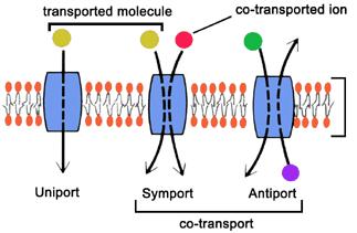 F-črpalke So v notranji membrani mitohondrija, poganja jih protonski gradient, proizvaja se ATP in prehajajo protoni ABC ali kasetni transporterji Ob hidrolizi ATP črpajo specifične ione Lahko