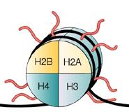 DNA se 1,7x (146 nukleotidov) ovije okoli histonskega oktamera (2x H2A, H2B, H3 in H4) in nastane nukleosom Vezava histonov ni odvisna od nukleotidnega zaporedja Med nukleosomi je povezovalna DNA in
