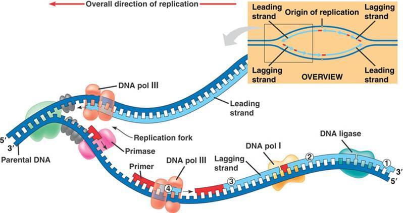 DNA ima konec 3' in 5', antiparalelno povezani verigi (veriga DNA raste zaradi dodajanja nukleotidov na 3' koncu) replikacija vedno poteka od 5' proti 3' replikacija se začne na mestu podvojevanje