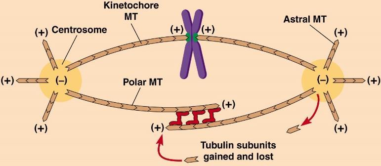 Prometafaza Razpad jedrne ovojnice. Zaporedja CEN v centromerni regiji vežejo proteine in nastane zažemek, kinetohor vsaka kromatida ima enega. Mikrotubulom je omogočen dostop do kromosomov.