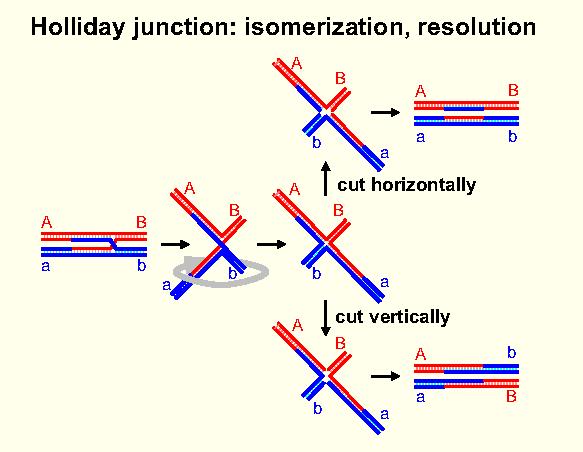 povezovalno mesto lahko drsi vzdolž kromosomov, nato pride do vrtenja (izomeracija ali rotacija) v kijazmah če se po rezanju prekrižanih kromatid povezava ne zasuče, pride do končnega produkta brez