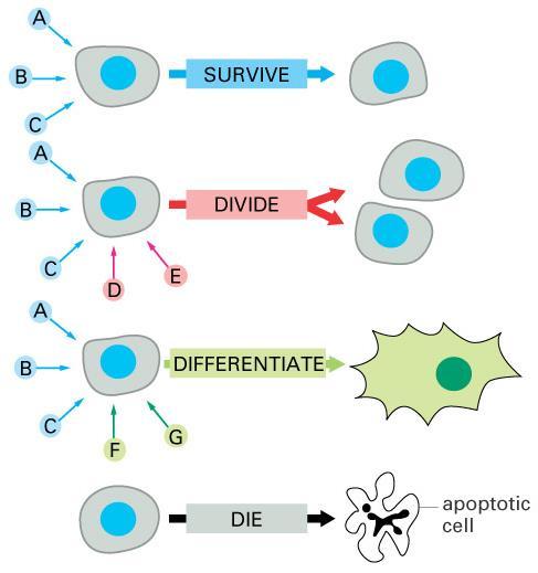 kanale in/ali K + /Cl - simporter, zaradi česar voda in KCl izhajata iz celice Temelji medcelične komunikacije Sprejem in prevajanje sporočil imenujemo celično signaliziranje, ki je temelj celičnega