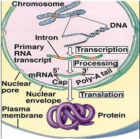 hương 5 Mã di truyền và quá trình tổng hợp Protein Trong suốt quá trình phiên mã.