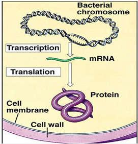 ene biểu hiện thành protein thông qua con đường phiên mã (transcription) và dịch mã (translation).