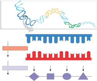 3:32:41 H 2 Sự biểu hiện của gen DN là vật liệu di truyền của sự sống Quá trình chuyển thông tin di truyền từ DN sang protein còn gọi là quá trình biểu hiện