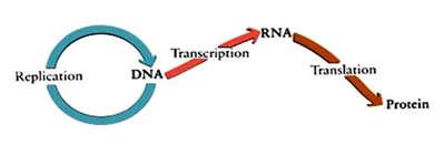 Prokaryote Phiên mã và dịch xảy ra gần như đồng thời DN TRNSRIPTION TRNSLTION (a) Tế bào Prokaryote.