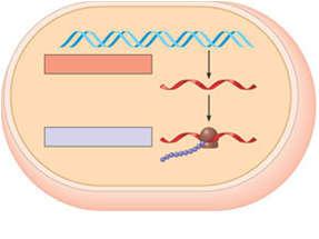 21/02/2016 3:32:41 H 3 21/02/2016 3:32:41 H 4 Eukaryote RN transcript được biến đổi trước khi trở thành trưởng thành RN được phiên mã trong nhân, được dịch