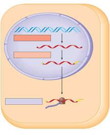 trên phân tử DN đến bộ máy giải mã thành protein tương ứng.