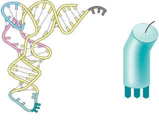 Protein, là polymer của các amino acid, được tổng hợp nhờ các aminoacyl trn 4. Protein được tổng hợp theo hướng từ N, trong khi () được dịch mã theo hướng 5'