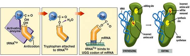 Một aminoacyl trn synthetase có thể nạp được nhiều lần trn cùng họ với một loại amino acid (20 synthetase khác nhau được sử dụng).