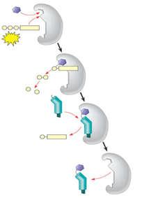 21/02/2016 3:32:41 H 19 21/02/2016 3:32:41 H 20 minoacyl-trn synthetase Một enzyme đặc hiệu gọi là aminoacyl-trn synthetase gắn các amino acid đúng với