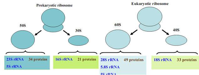 Quá trình dịch mã thực hiện trên các ribosome Mỗi ribosome gồm hai tiểu đơn vị lớn và nhỏ Là phức hợp gồm rrn, các enzyme và protein cấu trúc mino acid