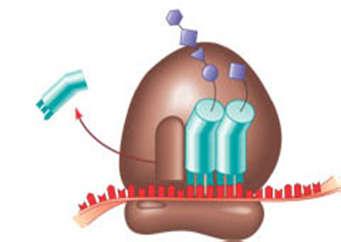 mino acid được 4 hoạt hóa được phóng thích khỏi enzyme.