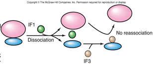 Sự phân tách của ác ribosome E.