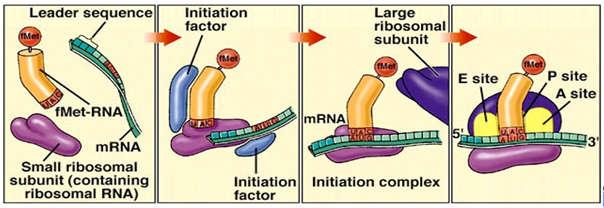 Initiation Factor và tiểu phần 30S Liên kết giữa trình tự Shine-Dalgarno với trình tự bổ sung của 16S rrn được hoạt hóa bởi IF3 Trợ giúp bởi IF1 và IF2 Lúc này cả 3 initiation factor đều liên kết với