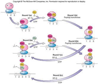 gắn với tiểu phần ribosome 50S. Mục đích của sự thủy phân là tách IF2 và TP khỏi complex nhờ đó mà quá trình kéo dài chuỗi polypeptide có thể được bắt đầu. Khởi đầu dịch mã 1.