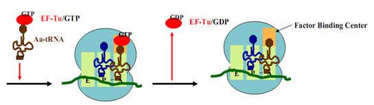 ác protein factor và hình thành liên kết peptide Factor thứ nhất T (transfer).