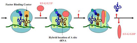 Factor EF-Tu và EF-Ts tham gia vào bước đầu tiên của quá trình kéo dài. Factor EF- tham gia vào bước thứ ba.