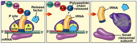 một TP-binding protein hỗ trợ RF1 và RF2 bám vào ribosome Eukaryote có 2 nhân tố kết thúc: erf1 nhận ra cả 3 stop codon erf3 là ribosome-dependent TPase hỗ trợ erf1 tách chuỗi polypeptide.