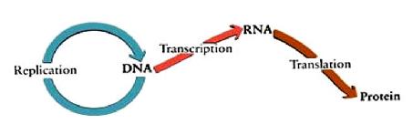 I. Vai trò của ba loại RN MÃ DI TRYỀN VÀ SỰ DỊH MÃ 1. 2. trn 3. rrn II. Mã di truyền III. Quá trình sinh tổng hợp rotein 1. Khởi đầu 2. Kéo dài 3. Kết thúc IV.