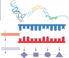 ene Trong suốt quá trình phiên mã (transcription) gene được xác định dựa vào trình tự các base dọc theo chiều dài của phân tử.