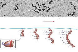 olyribosome Sự khác nhau giữa quá trình biểu hiện gen của tế bào prokaryote và tế bào eukaryote rokaryote thiếu